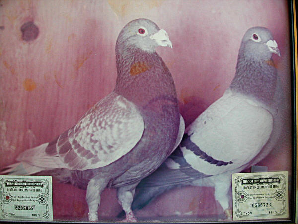 Vos & Witpen